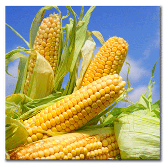 syngenta-viptera-corn-lawsuits
